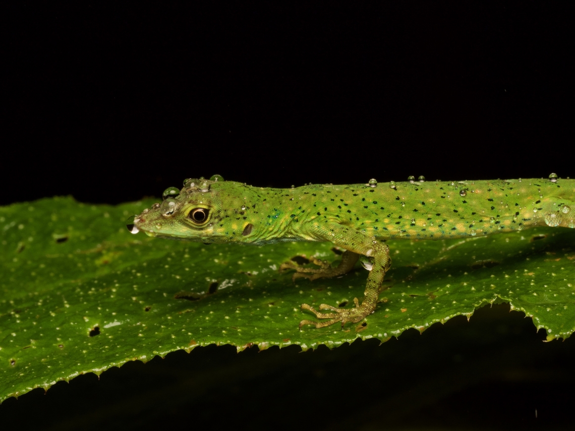 Gem Anole (Anolis gemmosus) in the cloud forest I like the way the rain just beads up on its skin. Anolis gemmosus,Ecuador,Geotagged,Summer