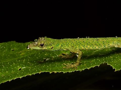Gem Anole (Anolis gemmosus) in the cloud forest I like the way the rain just beads up on its skin. Anolis gemmosus,Ecuador,Geotagged,Summer