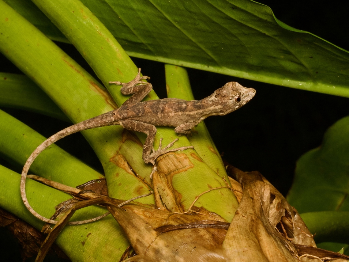 Lyre Anole (Anolis lyra) This species gets its name from the "lyre-shaped mark" on the back of the head, which is also how the genus of Lyre Snakes (Trimorphodon) get their name. Anolis lyra,Ecuador,Geotagged,Summer