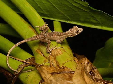 Lyre Anole (Anolis lyra) This species gets its name from the "lyre-shaped mark" on the back of the head, which is also how the genus of Lyre Snakes (Trimorphodon) get their name. Anolis lyra,Ecuador,Geotagged,Summer