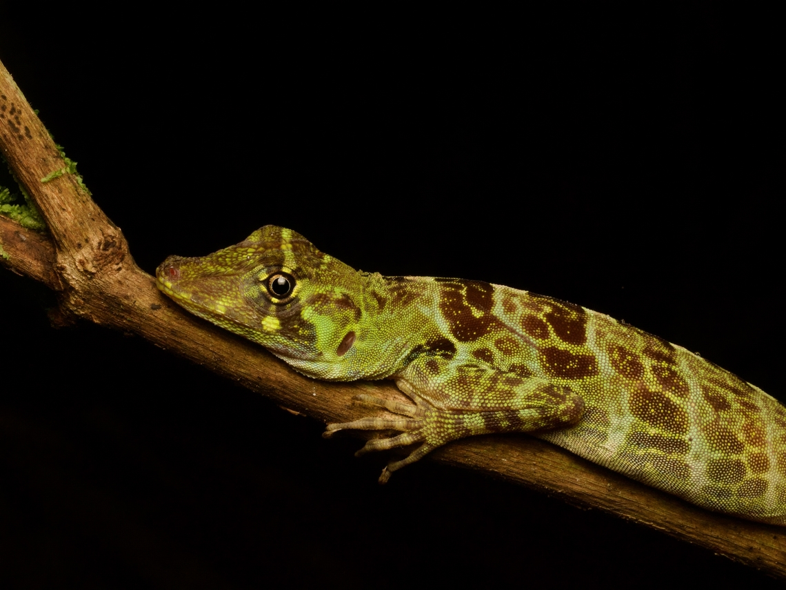 A sleepy First Anole (Anolis princeps) &quot;First Anole&quot; is a silly literal translation of &quot;Anolis princeps&quot;, which could more sensibly have been translated as &quot;Princely Anole&quot; since it was likely named for its beautiful pattern. Anolis princeps,Ecuador,Geotagged,Summer