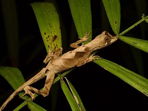 Yellow-tongued Anole (Anolis scypheus) giving you the side eye This lizard would be beautifully camouflaged in the leaf litter on the forest floor, but at night they sleep up on vegetation, where they are much more visible. Anolis scypheus,Ecuador,Geotagged,Summer