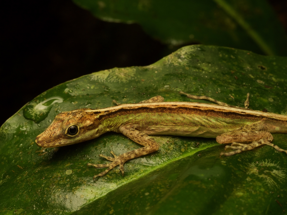Pearl Anole (Anolis peraccae) Not a bad-looking anole, though overshadowed in Ecuador by many far more dramatic-looking species. Anolis peraccae,Ecuador,Geotagged,Summer