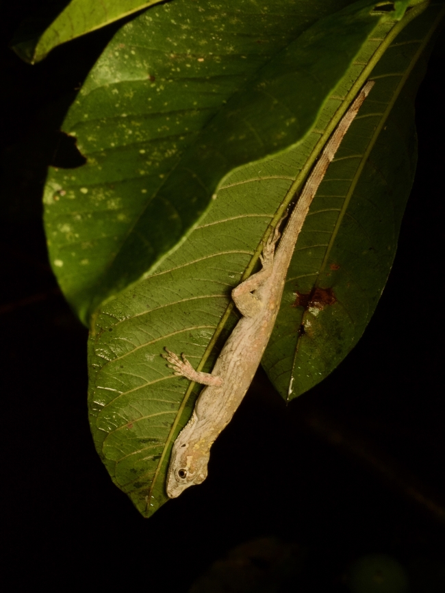 Amazon Bark Anole (Anolis ortonii) just hanging out Surprisingly, this is how it chose to sleep the night through. Anolis ortonii,Ecuador,Geotagged,Summer