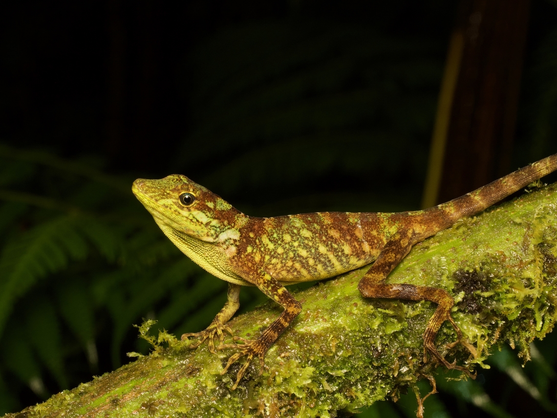 Fitch's Anole (Anolis fitchi) on a mossy branch  Anolis fitchi,Ecuador,Geotagged,Summer
