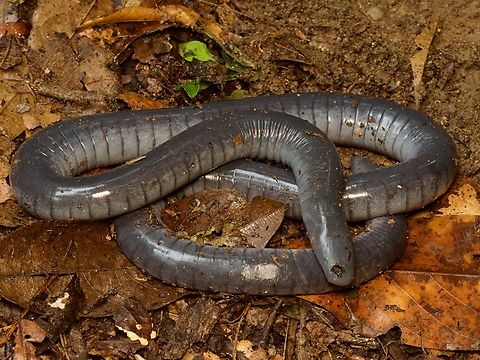 La Bonita Caecilian (Caecilia orientalis) This extremely slippery fellow was only my third-ever caecilian. It was found crossing a trail on a rainy morning at our lodge by our local guide. Caecilia orientalis,Ecuador,Geotagged,Summer