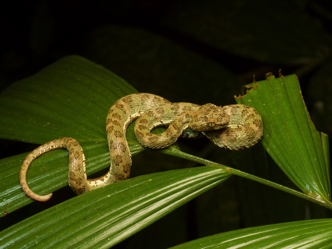 Ecuadorian Eyelash-Viper (Bothriechis nitidus) This species was originally described in 1859, but later lumped in with Bothriechis schlegelii before it was revalidated as its very own species in 2024. Bothriechis nitidus,Ecuador,Geotagged,Summer