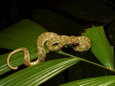 Ecuadorian Eyelash-Viper (Bothriechis nitidus) This species was originally described in 1859, but later lumped in with Bothriechis schlegelii before it was revalidated as its very own species in 2024. Bothriechis nitidus,Ecuador,Geotagged,Summer