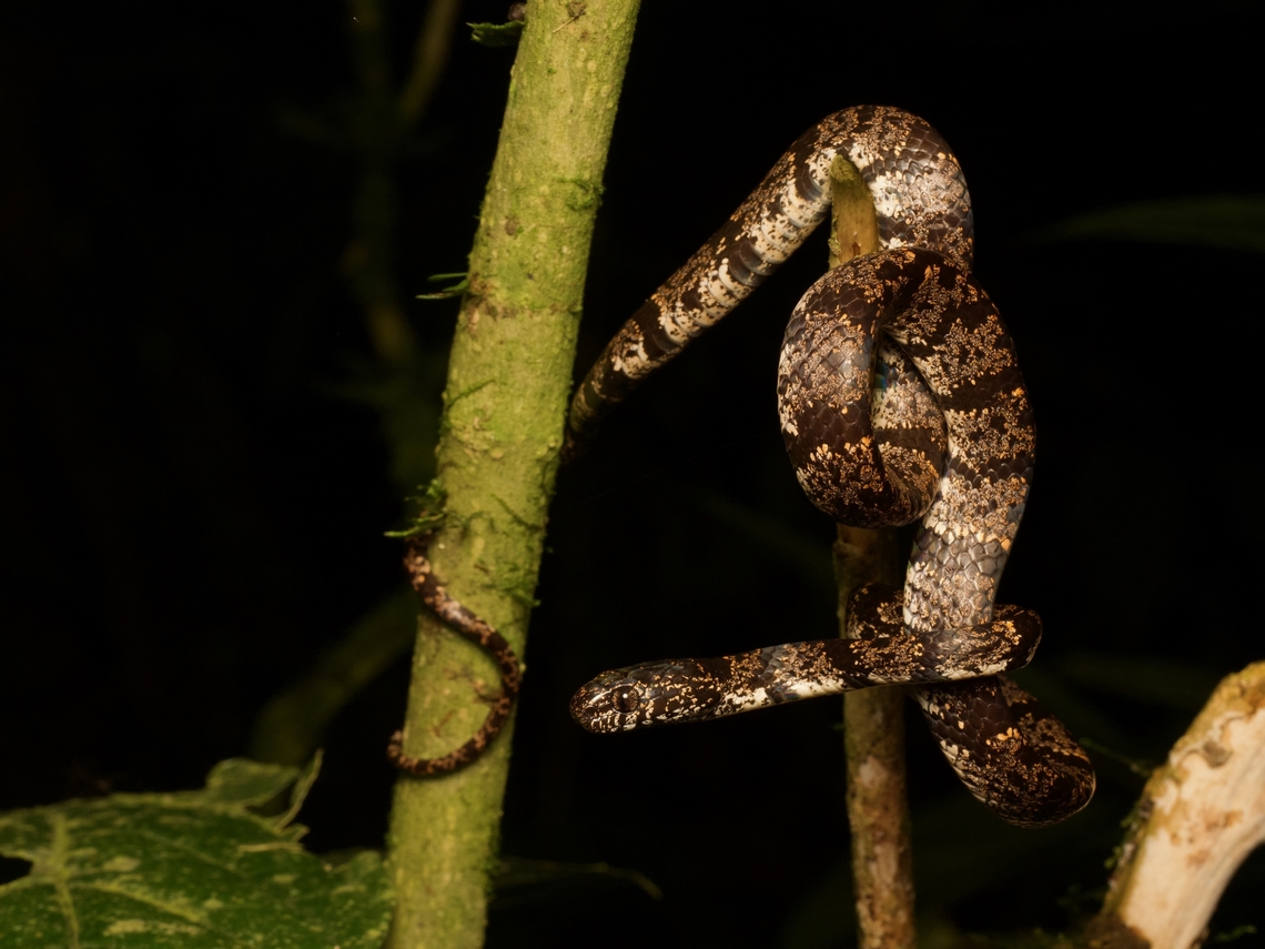 Vieira's Snail-eating Snake (Sibon vieirai) I was particularly happy to see a few individuals of this recently-described snake, because it was named after Jose Vieira, who had been one of my guides on a 2023 trip to Madagascar. Jose is the single best herp-finder I have ever known. Ecuador,Geotagged,Sibon vieirai,Summer,Viera's Snail-eating Snake