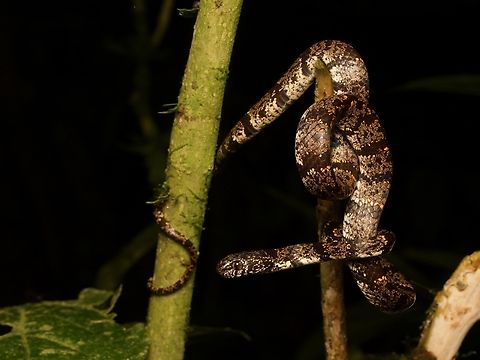 Vieira's Snail-eating Snake (Sibon vieirai) I was particularly happy to see a few individuals of this recently-described snake, because it was named after Jose Vieira, who had been one of my guides on a 2023 trip to Madagascar. Jose is the single best herp-finder I have ever known. Ecuador,Geotagged,Sibon vieirai,Summer,Viera's Snail-eating Snake