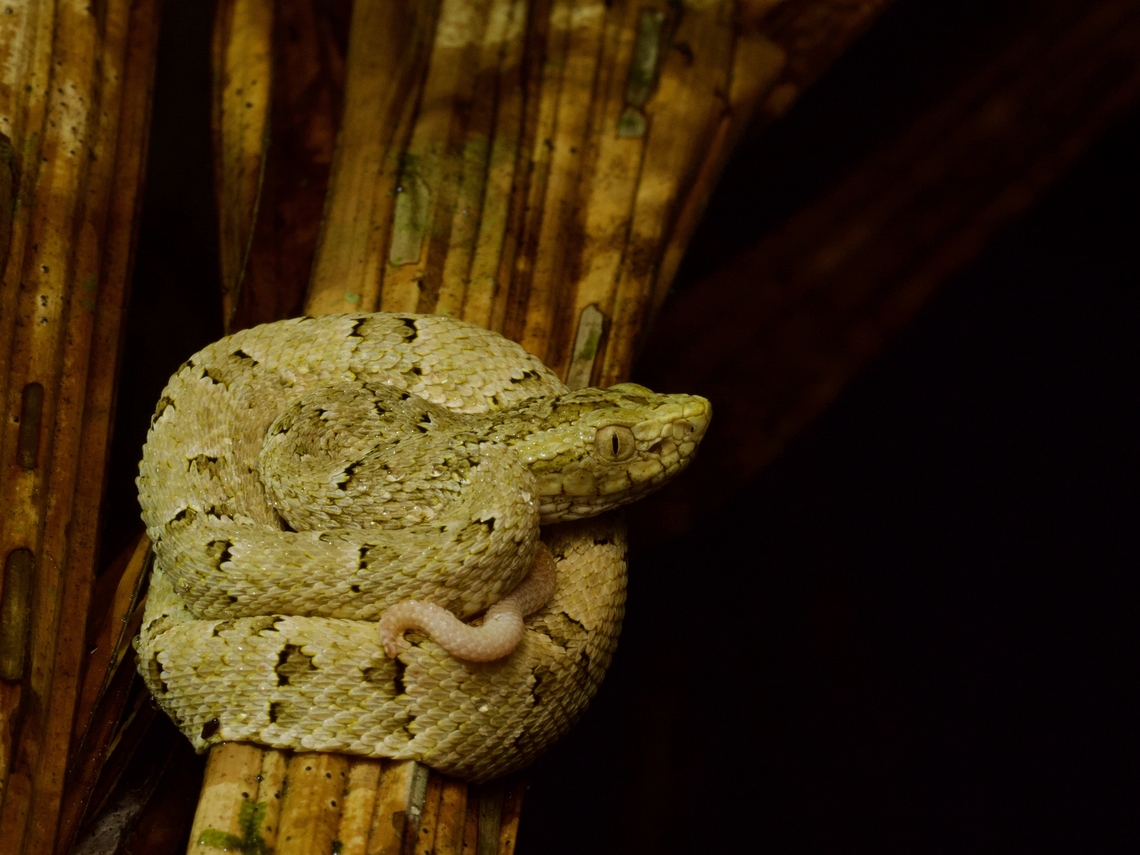 Baby Osborne's Lancehead (Bothrops osbornei) in ambush position With a cute li&#039;l wiggly tail to attrach unsuspecting prey. Bothrops osbornei,Ecuador,Geotagged,Summer
