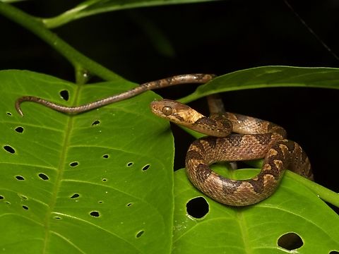 Ornate Cat-eyed Snake (Leptodeira ornata)  Ecuador,Geotagged,Leptodeira ornata,Summer