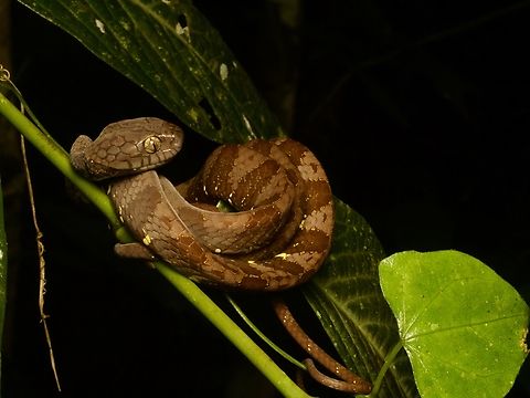 Neotropical Snail-Eater (Dipsas indica) My what a big head you have, grandma! Dipsas indica,Ecuador,Geotagged,Summer