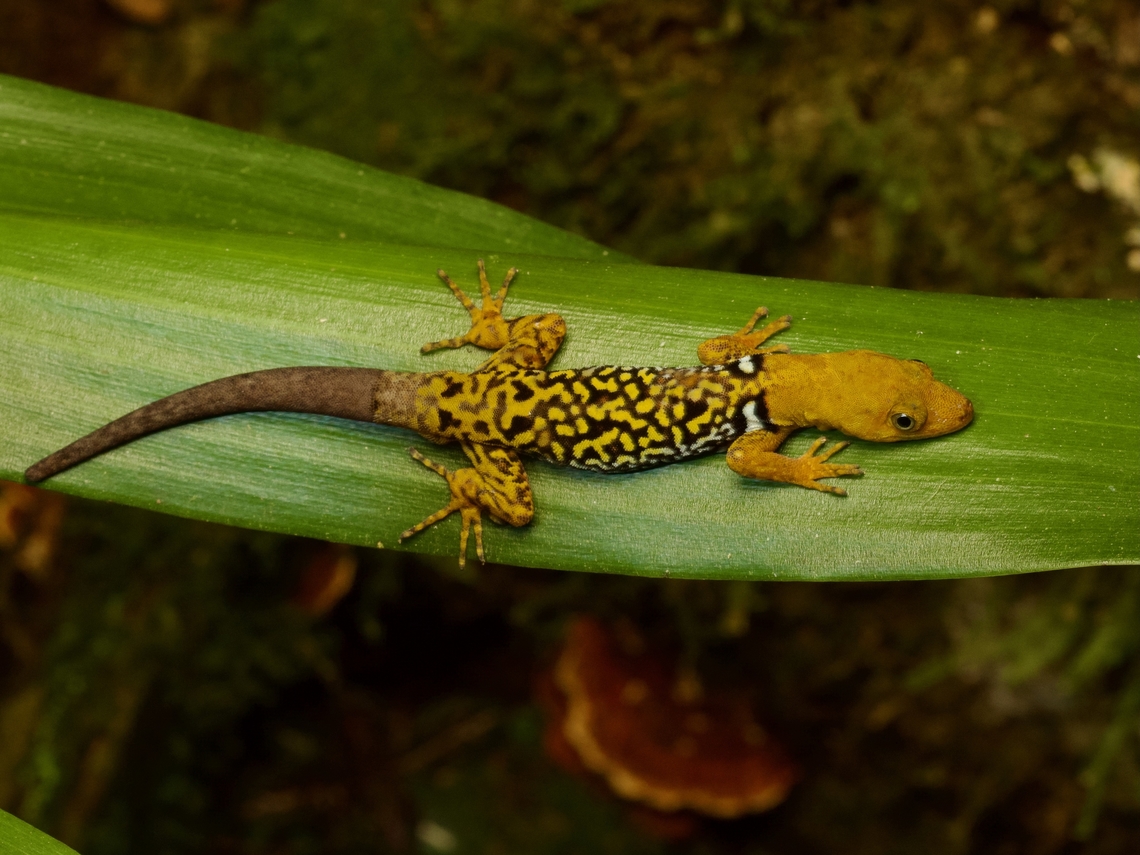 Male Collared Forest Gecko (Gonatodes concinnatus) resting at night Only the males have the dramatic pattern &amp; coloration; females are pretty dull-looking. Ecuador,Geotagged,Gonatodes concinnatus,OShaughnessys gecko,Summer