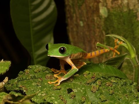 Barred Monkey Frog
