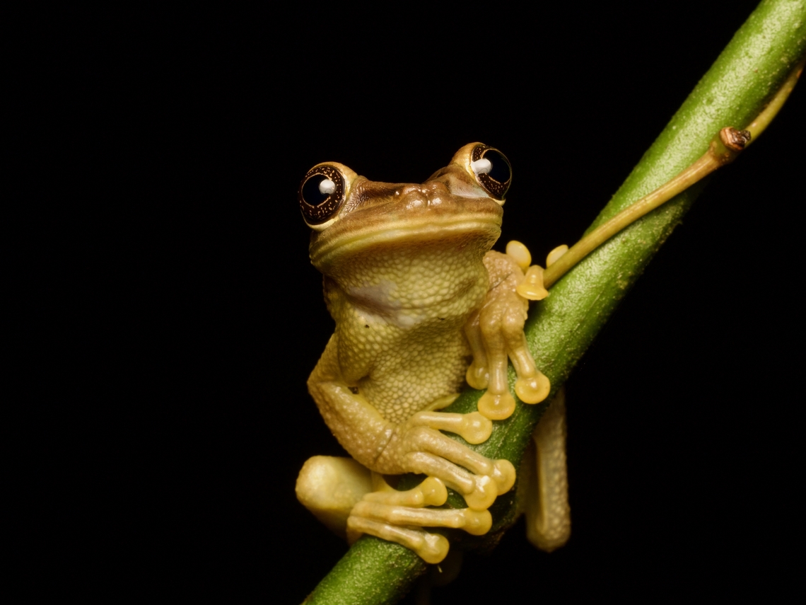 Jordan's Casque-headed Tree Frog (Trachycephalus jordani), looking a bit derpy These frogs have weirdly flattened faces that make them look, well, not particularly bright. Ecuador,Geotagged,Jordans casque-headed tree frog,Summer,Trachycephalus jordani