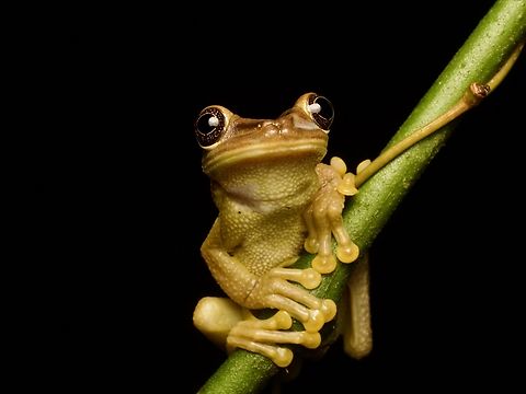 Jordan's Casque-headed Tree Frog (Trachycephalus jordani), looking a bit derpy These frogs have weirdly flattened faces that make them look, well, not particularly bright. Ecuador,Geotagged,Jordans casque-headed tree frog,Summer,Trachycephalus jordani