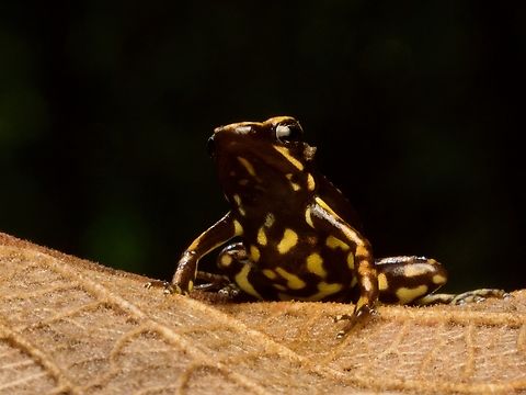 Darwin-Wallace Poison Frog (Epipedobates espinosai) trying to look large But it is not large. Ecuador,Epipedobates espinosai,Geotagged,Summer