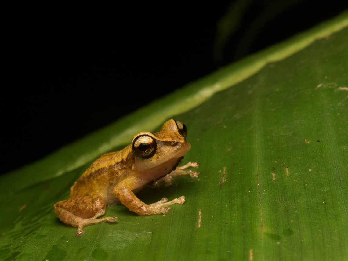 Mindo Rain Frog (Pristimantis mindo) A population of these highly localized frogs conveniently hung out just outside the dining room at our lodge. Ecuador,Geotagged,Pristimantis mindo,Summer