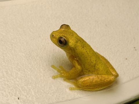 Executioner Clown Frog (Dendropsophus carnifex) looking much less menacing than its name might suggest Several of these frightening-sounding but far from frightening frogs hung out along the edges of our lodge's swimming pool. Dendropsophus carnifex,Ecuador,Geotagged,Summer