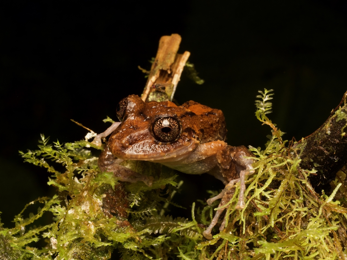 Labiated Rain Frog (Pristimantis labiosus) just hanging out  Ecuador,Geotagged,Pristimantis labiosus,Summer