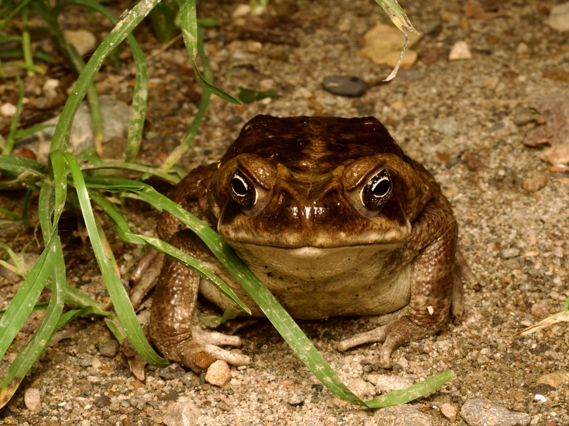 A Beautiful Cane Toad (Rhinella bella) looking grumpy as usual  Alto Marañon toad,Beautiful Cane Toad,Ecuador,Geotagged,Rhinella bella,Rhinella vellardi,Summer