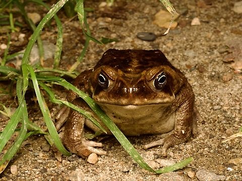 A Beautiful Cane Toad (Rhinella bella) looking grumpy as usual  Alto Marañon toad,Beautiful Cane Toad,Ecuador,Geotagged,Rhinella bella,Rhinella vellardi,Summer