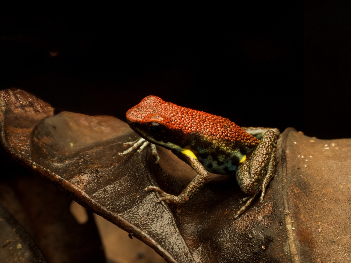 Ecuador Poison Frog (Ameerega bilinguis) All dressed up with nowhere to go. Or maybe it has somewhere to go? Ameerega bilinguis,Ecuador,Geotagged,Summer