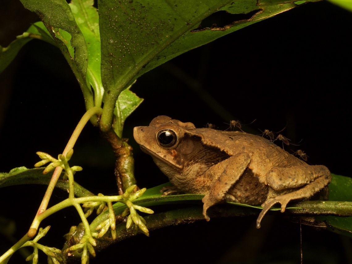 Sharp-nosed Forest Toad (Rhinella acutirostris) with nasty little hitchhikers  Ecuador,Geotagged,Rhinella acutirostris,Summer