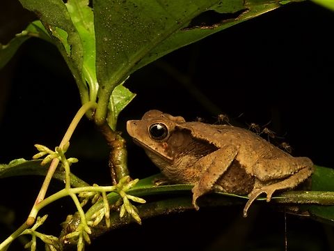 Sharp-nosed Forest Toad (Rhinella acutirostris) with nasty little hitchhikers  Ecuador,Geotagged,Rhinella acutirostris,Summer