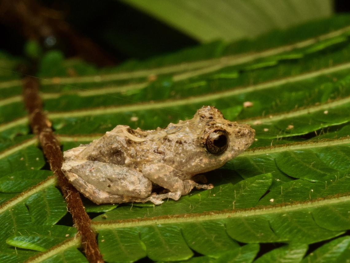 Andersson Robber Frog (Pristimantis brevicrus) on a fern These little Pristimantis species are very hard to distinguish. Fortunately my guide was a field herpetologist with lots of experience and knowledge, so I am pretty confident in the IDs she provided. Andersson Robber Frog,Ecuador,Geotagged,Pristimantis brevicrus,Summer