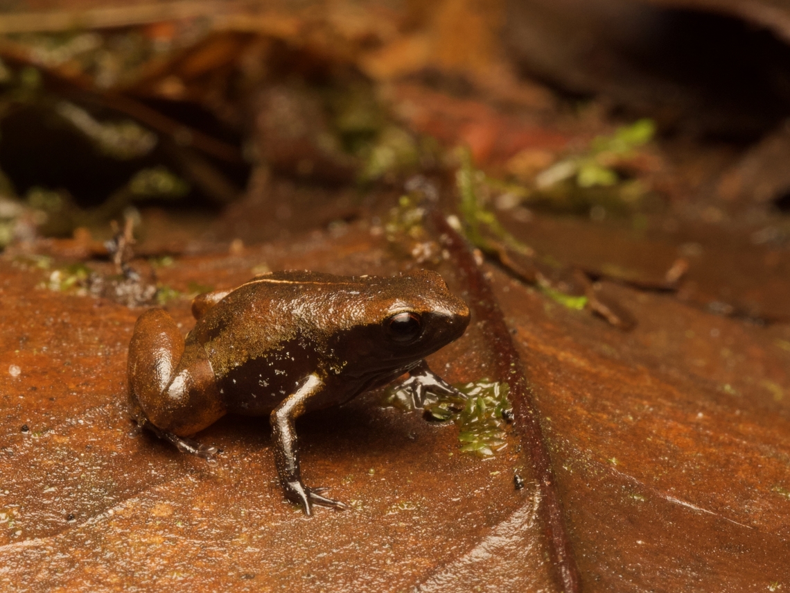 Mindo Leaf Frog (Phyllonastes mindo) These very small frogs look like they belong in the family of frogs Microhylidae, but are actually closely related to the vast numbers of neotropical species in the genus Pristimantis, in the family Strabomantidae. Ecuador,Geotagged,Mindo Leaf Frog,Phyllonastes mindo,Summer