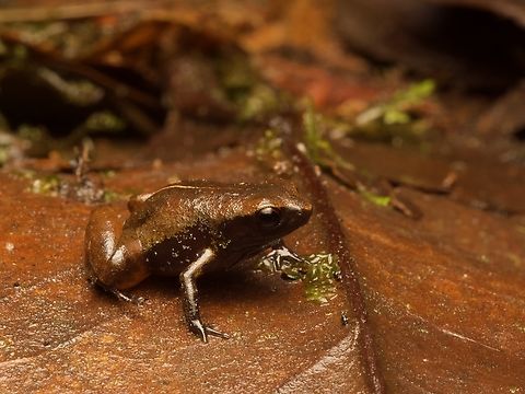 Mindo Leaf Frog