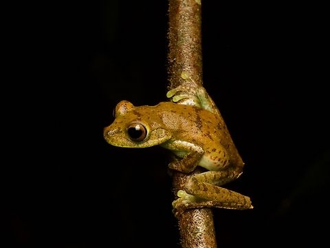 Palmar Tree Frog (Boana pellucens) This is a medium-sized, fairly standard-looking neotropical tree frog. Also, quite common in its habitat. Still, a very fine frog, as the average frog is always a very fine frog. Boana pellucens,Ecuador,Geotagged,Palmar tree frog,Summer