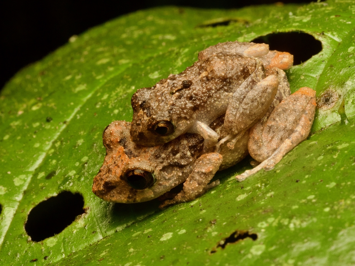 A happy pair of Amazon Rain Frogs (Pristimantis altamazonicus)  Ecuador,Geotagged,Pristimantis altamazonicus,Summer