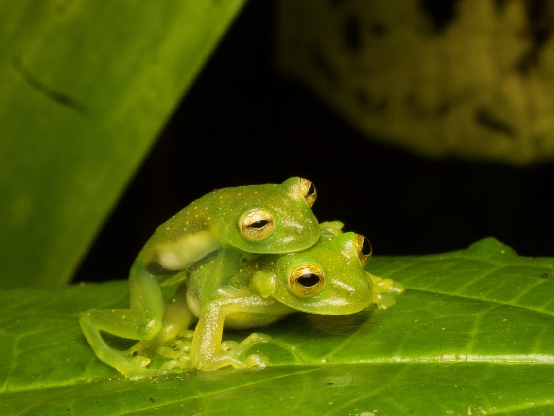 Amplexing pair of Rio Coca Cochran Frogs (Nymphargus siren)  Ecuador,Geotagged,Nympargus siren,Nymphargus siren,Summer