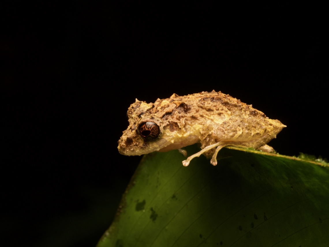 Rio Faisanes Robber Frog (Pristimantis muricatus) Yet another in the seemingly infinite series of Pristimantis species in South America. These are at least reasonably easy to recognize due to their spiky surface and big reddish eyes. Ecuador,Geotagged,Pristimantis muricatus,Summer