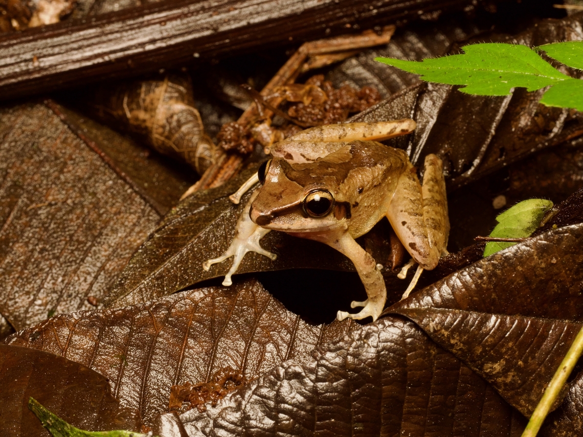 A Longsnout Robber Frog (Craugastor longirostris) in leaf litter This is the rare example of a small brown frog in Ecuador that is not a Pristimantis. Craugastor longirostris,Ecuador,Geotagged,Summer