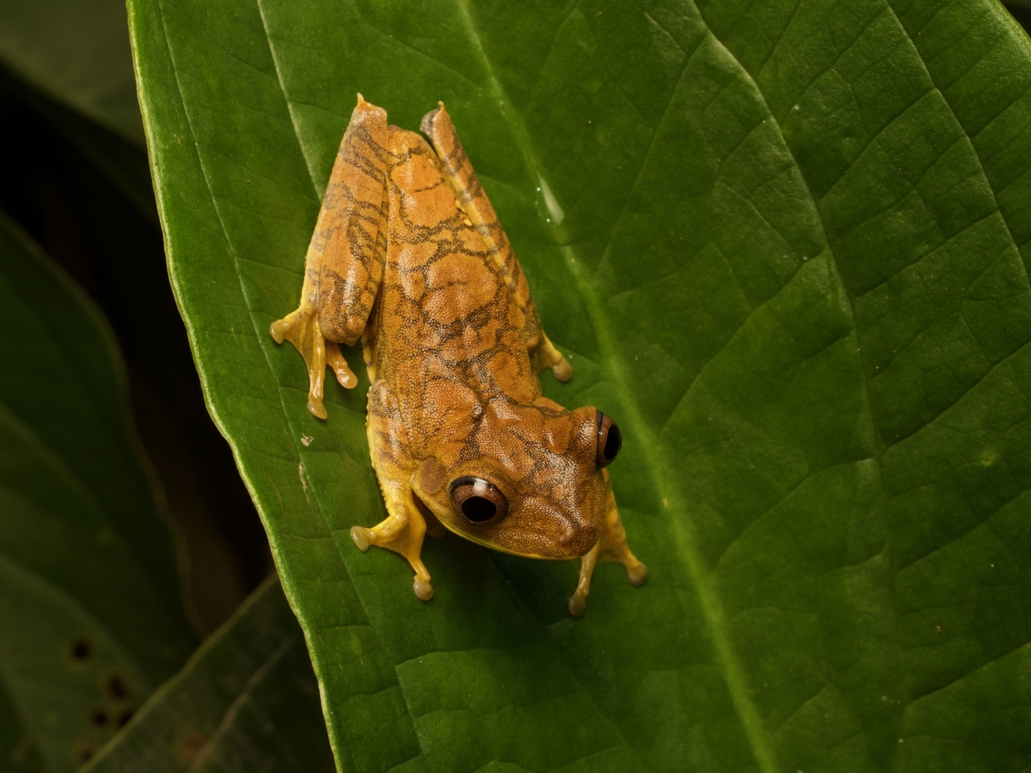 Canelos Tree Frog (Boana appendiculata) I like this frog&#039;s interestingly asymmetrical dorsal pattern. Boana appendiculata,Canelos tree frog,Ecuador,Geotagged,Summer