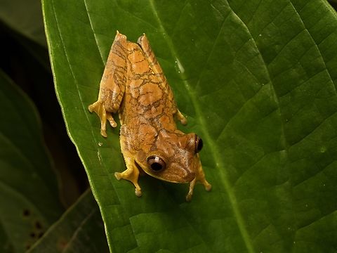 Canelos Tree Frog (Boana appendiculata) I like this frog's interestingly asymmetrical dorsal pattern. Boana appendiculata,Canelos tree frog,Ecuador,Geotagged,Summer