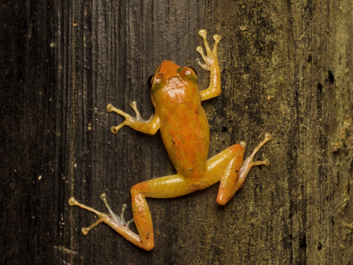 Engraved Rainfrog (Pristimantis subsigillatus) This remarkably orange frog was clinging in this position to a big wooden post on a rainy night. This species ranges from brown to green to yellow to, occasionally, remarkably orange. Ecuador,Geotagged,Pristimantis subsigillatus,Summer
