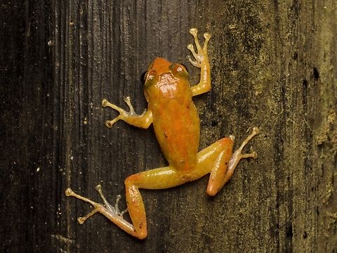Engraved Rainfrog (Pristimantis subsigillatus) This remarkably orange frog was clinging in this position to a big wooden post on a rainy night. This species ranges from brown to green to yellow to, occasionally, remarkably orange. Ecuador,Geotagged,Pristimantis subsigillatus,Summer