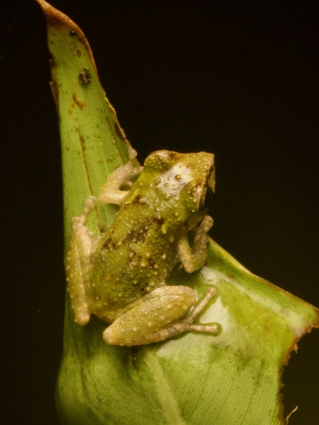 Amazon Slope Robber Frog (Pristimantis paululus) This is one of the rare Pristimantis species that is green. What does it think it is, a tree frog? Ecuador,Geotagged,Pristimantis paululus,Summer