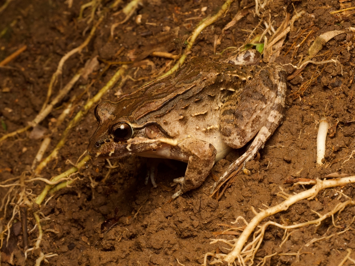 Pimocha White-lipped Frog (Leptodactylus labrosus) On a muddy slope, facing down into a slow-moving stream, keeping a watchful eye out for any potential tasty prey. Ecuador,Geotagged,Leptodactylus labrosus,Summer