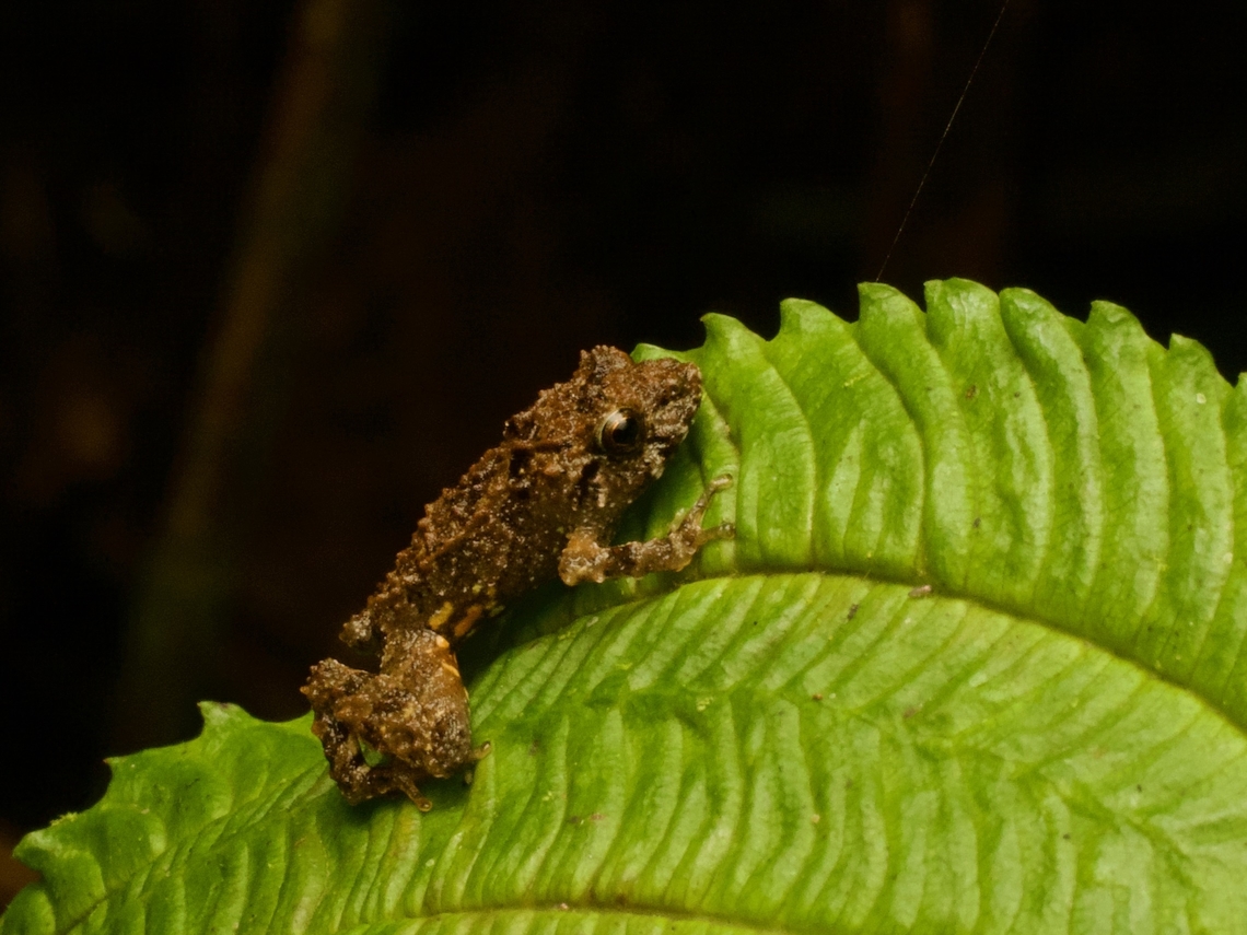 Kay Rain Frog (Pristimantis kayi) hugging a leaf The orange/yellow spots on the groin and inner thighs are a distinguishing characteristic of this species. Ecuador,Geotagged,Kay Rain Frog,Pristimantis kayi,Summer