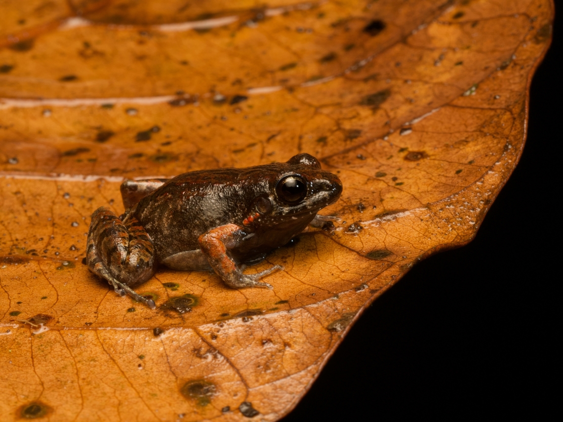 Chimbo Frog (Barycholo pulcher) on a wet leaf I first thought that the three red spots between the tympanum and front leg were mites, but they turn out to be a distinguishing characteristic of this species. Barycholos pulcher,Ecuador,Geotagged,Summer