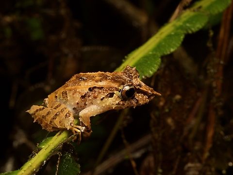 Pinocchio Rain Frog (Pristimantis appendiculatus) The general spikiness of this species, especially on the snout, make it one of the easiest Pristimantis species to identify. Ecuador,Geotagged,Pristimantis appendiculatus,Summer