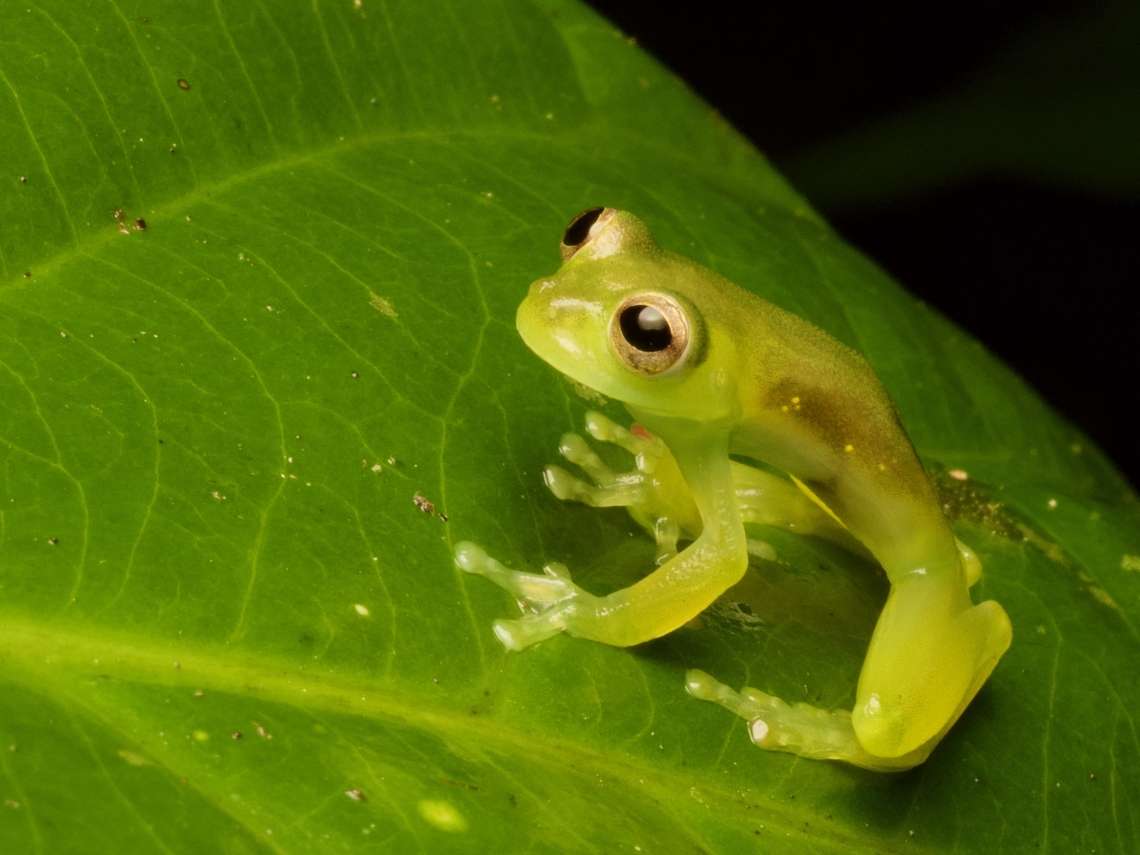 Santa Cecilia Glass Frog (Teratohyla midas)  Ecuador,Geotagged,Summer,Teratohyla midas