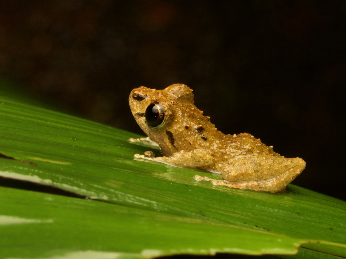 Diadem Rain Frog (Pristimantis diadematus) Not the most distinctive of the hundreds of Pristimantis species, but at least it has big eyes and therefore is cute. Ecuador,Geotagged,Pristimantis diadematus,Summer