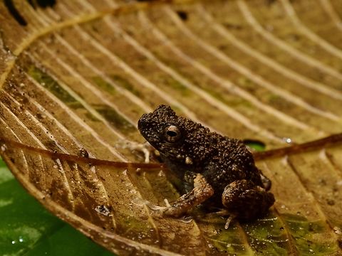 A bumpy Engystomops coloradorum on a leaf The only English name I've seen for this species is "Colorado Dwarf Frog", but I'm pretty sure "Colorado" is just a poor Latin -> English translation of "coloradorum". I suspect it's actually an Ecuadorian place name reference, since there's also an endemic Ecuadorian plant named Matisia coloradorum. Ecuador,Engystomops coloradorum,Geotagged,Winter